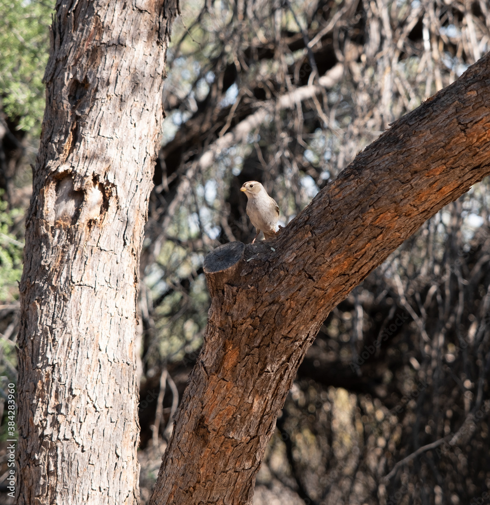 Obraz premium Sparrow in a Tree