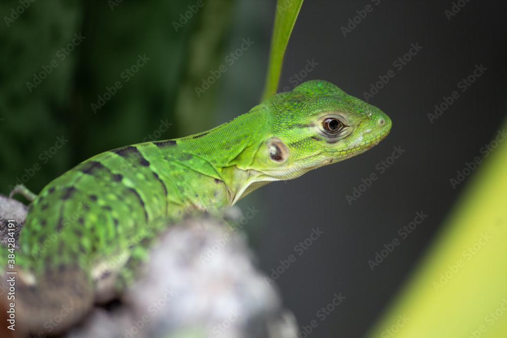 green lizard on a tree green lizard on a tree