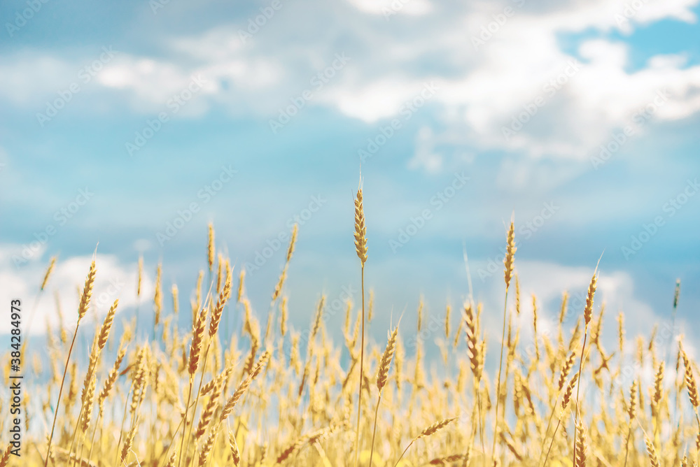 Fototapeta premium ripe yellow wheat on a background of clouds and blue sky on a hot summer day close - up