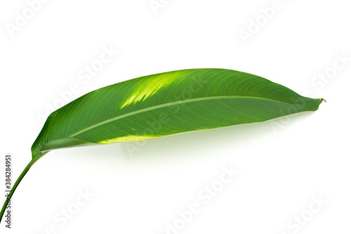 Bird of paradise leaves on white background.