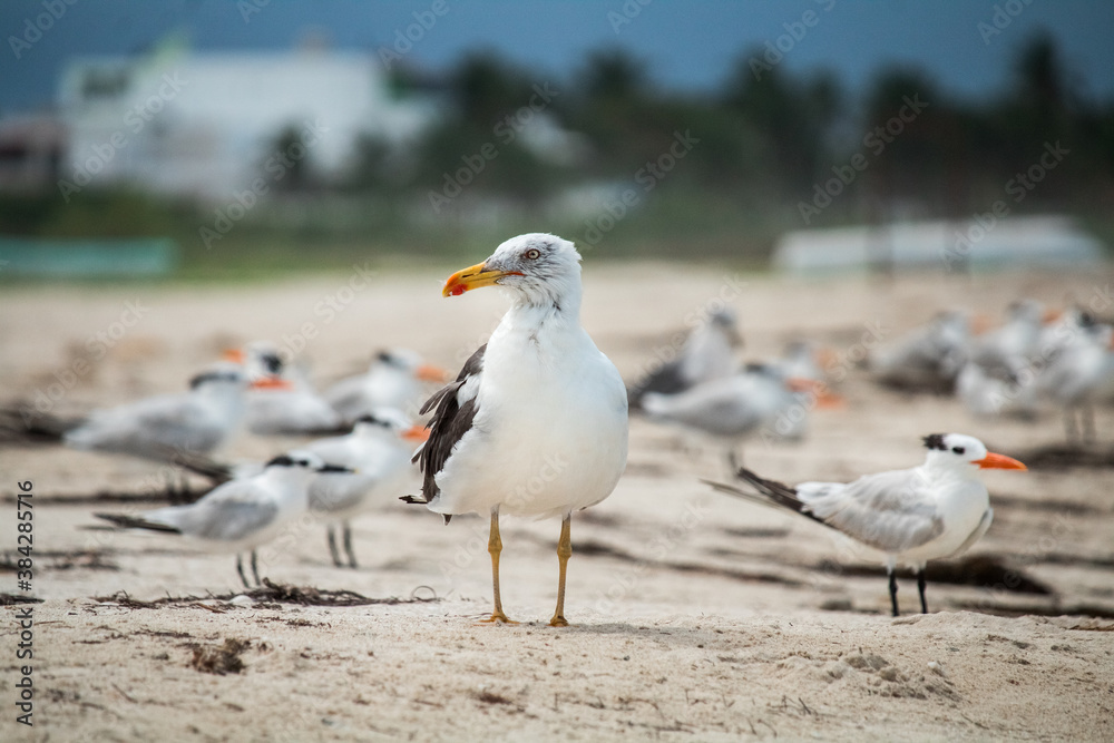 Gaviota sombría Gaviota sombría