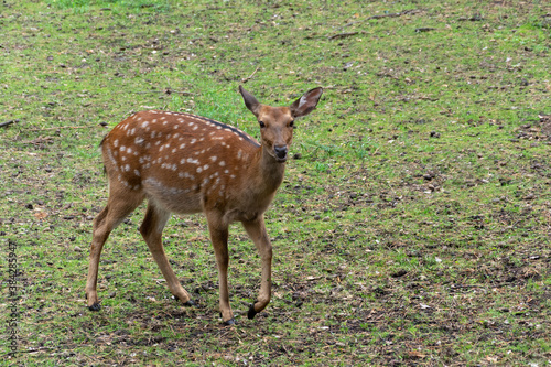 Fototapeta Naklejka Na Ścianę i Meble -  Young spotted Deer in the wild