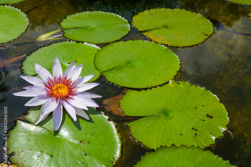 Nymphaea nouchali also known as Nymphaea stellata, dwarf water lily in full bloom Nymphaea nouchali also known as Nymphaea stellata, dwarf water lily in full bloom