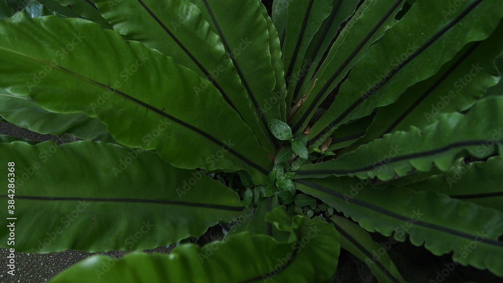 植物の集合体 植物の集合体
