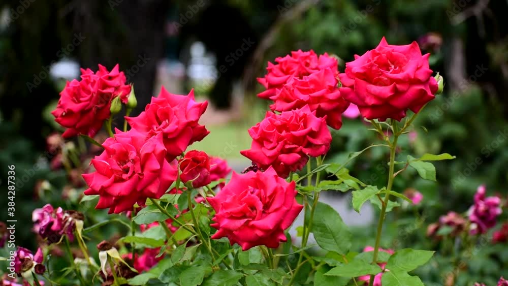 Red roses close up. very beautiful summer flowers. Red roses close up. very beautiful summer flowers.