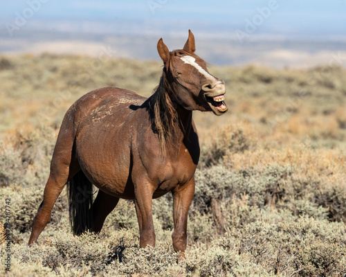 Wild Horse from the Pilot Butte herd in Wyoming photo