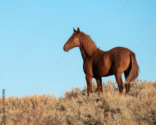 Photography Wild Horse from the Pilot Butte herd in Wyoming