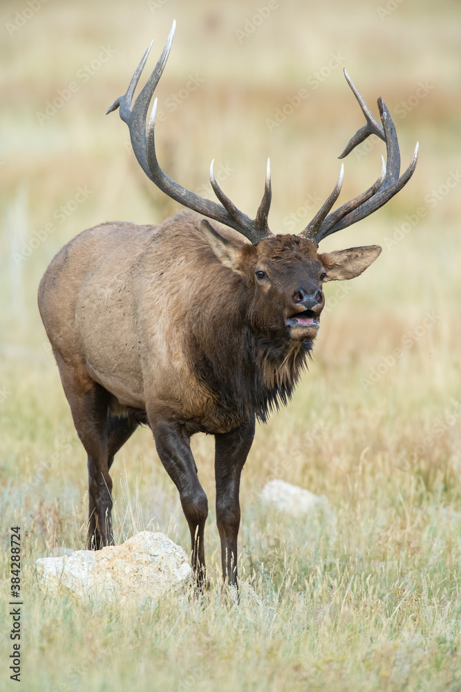 Fototapeta premium A Bull Elk in Rocky Mountain National Park