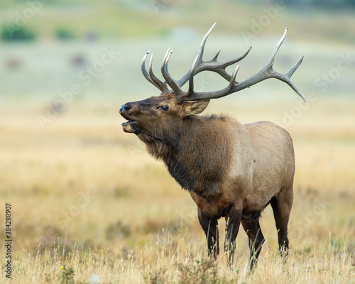 A Bull Elk in Rocky Mountain National Park