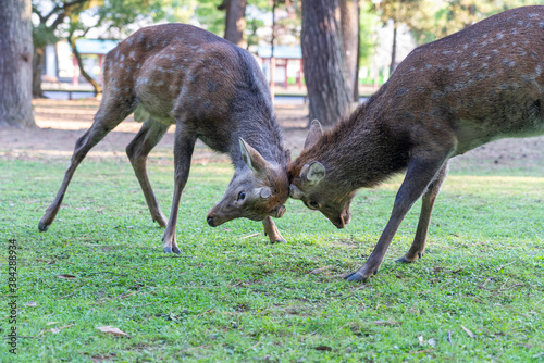Fototapeta Naklejka Na Ścianę i Meble -  A fight between wild deer.
The photo was taken in Nara, Japan.