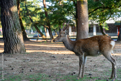 A buck in the wild.
The photo was taken in Nara, Japan.