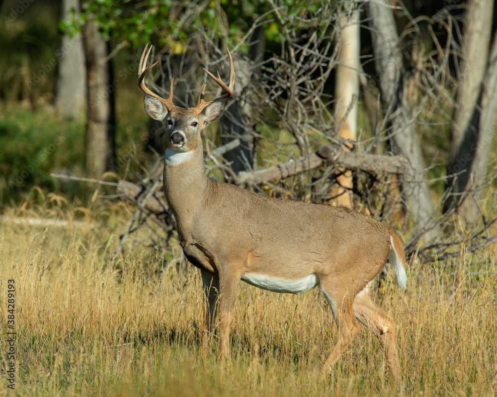 White Tailed Deer Buck in the early morning at Rocky Mountain Arsenal White Tailed Deer Buck in the early morning at Rocky Mountain Arsenal