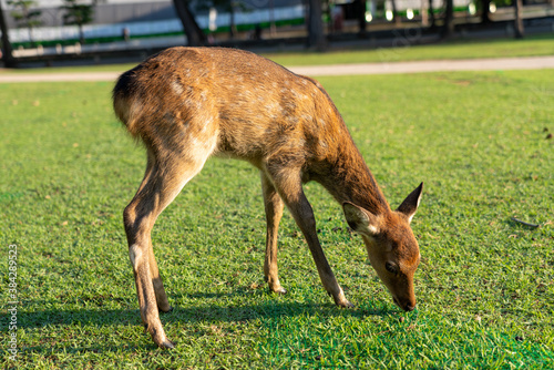 A wild fawn is eating grass. The photo was taken in Nara, Japan.