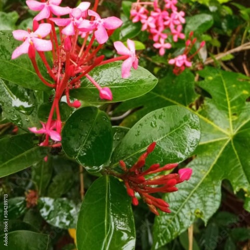 Thechi povu flower beautiful flower thechi povu Ixora coccinea.Ixora coccinea  also known as jungle geranium  flame of the woods or jungle flame  is a species of flowering plant in the family Rubiacea