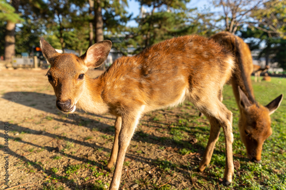 A fawn and its mother in the wild.
The photo was taken in Nara, Japan.