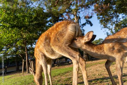 A fawn and its mother in the wild.
The photo was taken in Nara, Japan.