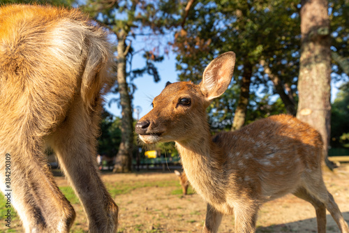 A fawn and its mother in the wild. The photo was taken in Nara, Japan. © exs
