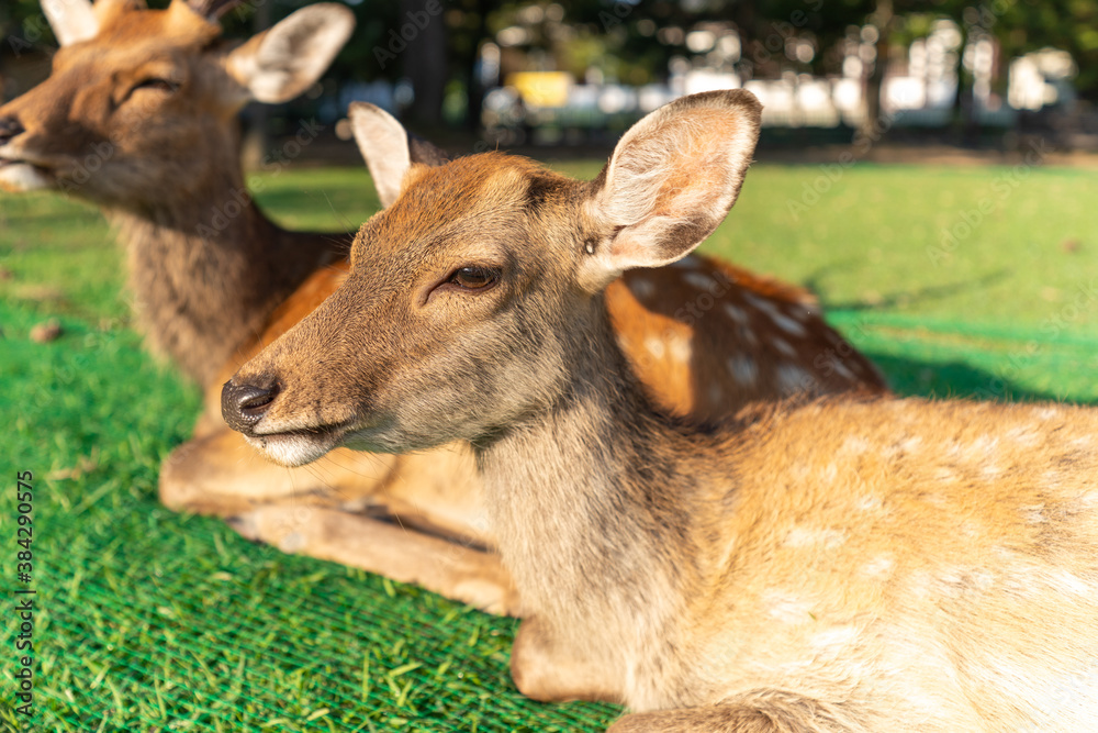 Wild deer are sitting on the ground.
The photo was taken in Nara, Japan. Wild deer are sitting on the ground.
The photo was taken in Nara, Japan.