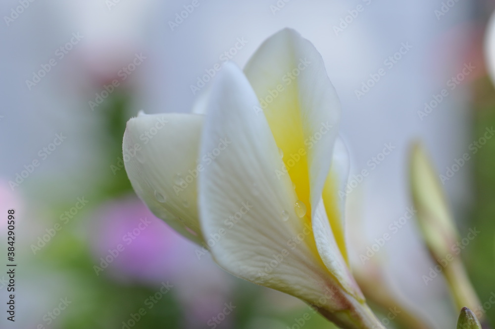 White frangipani