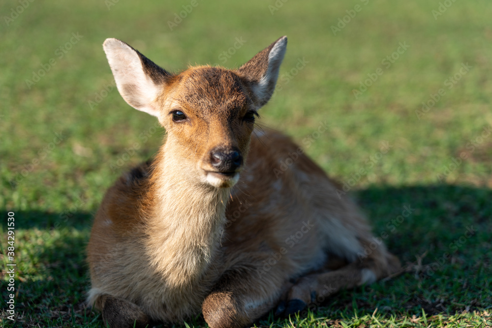 A fawn and mother in the wild.
The photo was taken in Nara, Japan. A fawn and mother in the wild.
The photo was taken in Nara, Japan.
