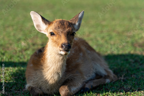 A fawn and mother in the wild. The photo was taken in Nara, Japan.