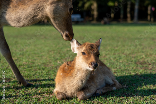 A fawn and mother in the wild. The photo was taken in Nara, Japan.