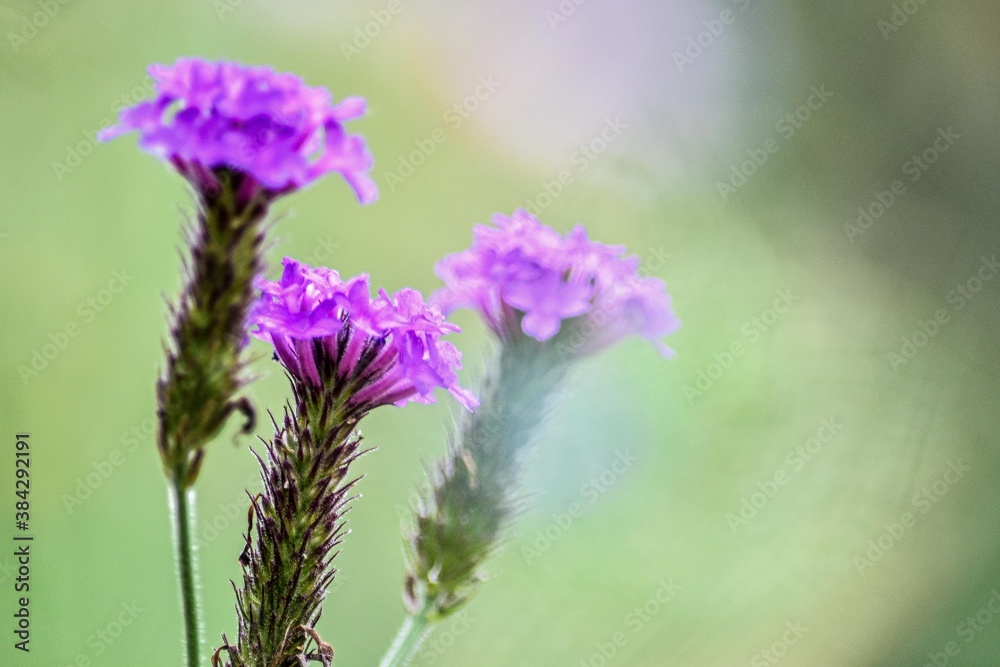 Obraz premium 非常に珍しいヤナギハナガサの仲間でダキハアレチハナガサという野草