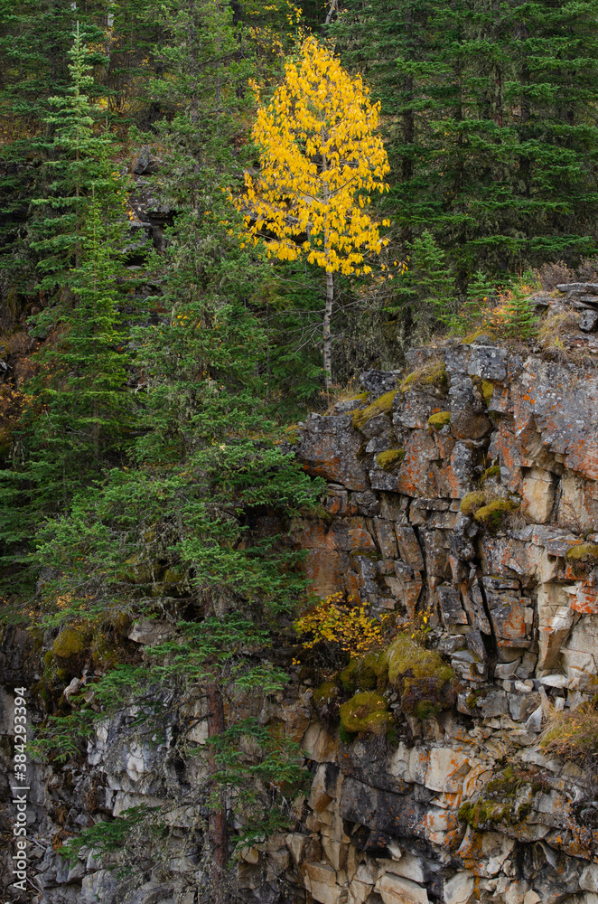 One Yellow Tree in a Green Forest One Yellow Tree in a Green Forest