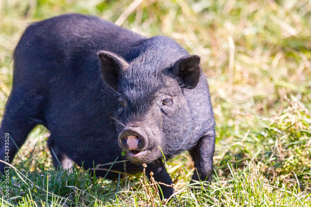 cheerful black pig walking in the meadow cheerful black pig walking in the meadow