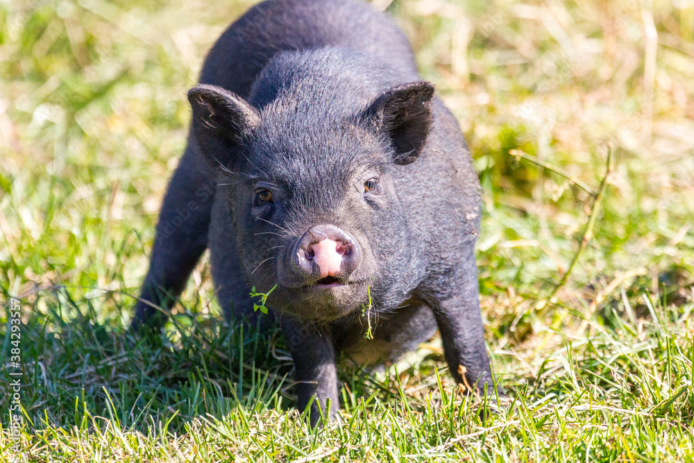 cheerful black pig walking in the meadow cheerful black pig walking in the meadow