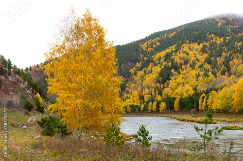 beautiful yellow birch on the river bank