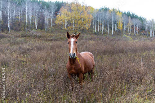 beautiful wild young horse