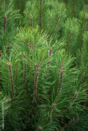 coniferous plants in the garden