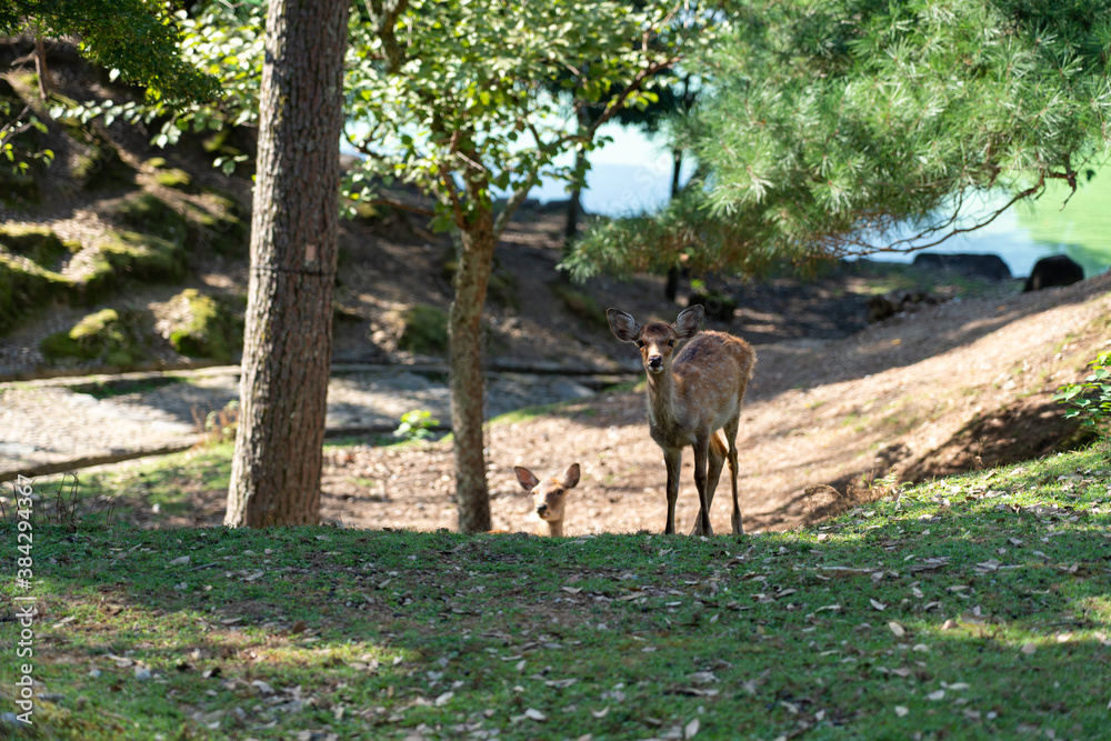 Two wild deer.
The photo was taken in Nara, Japan.