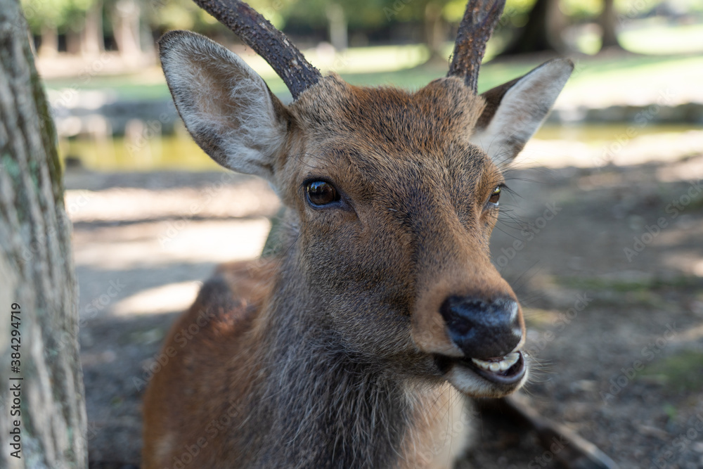 Fototapeta premium A close-up of a wild buck. The photo was taken in Nara, Japan.