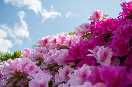 青空にクッキリと咲いているツツジやサツキ
