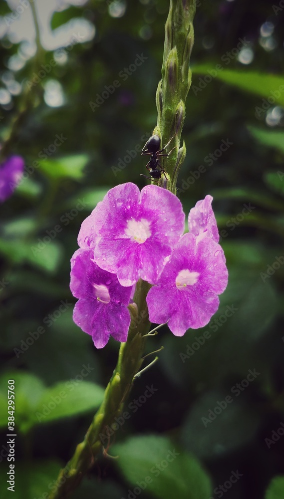 bee on pink flower bee on pink flower