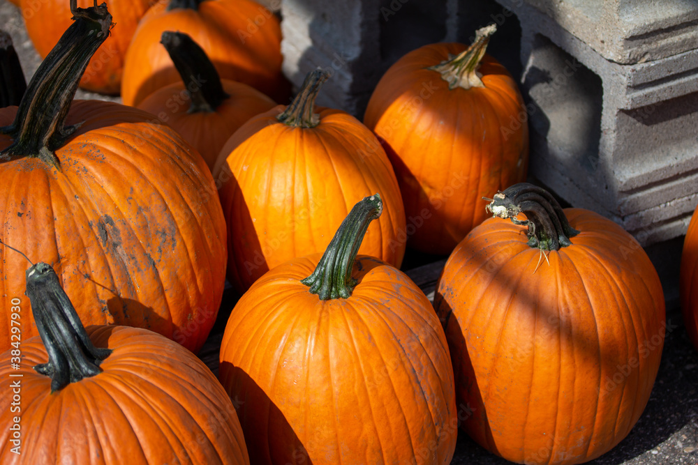 Close up view of freshly harvested large Jack O' Lantern size orange pumpkins with an outdoor neutral asphalt background on a sunny day Close up view of freshly harvested large Jack O' Lantern size orange pumpkins with an outdoor neutral asphalt background on a sunny day