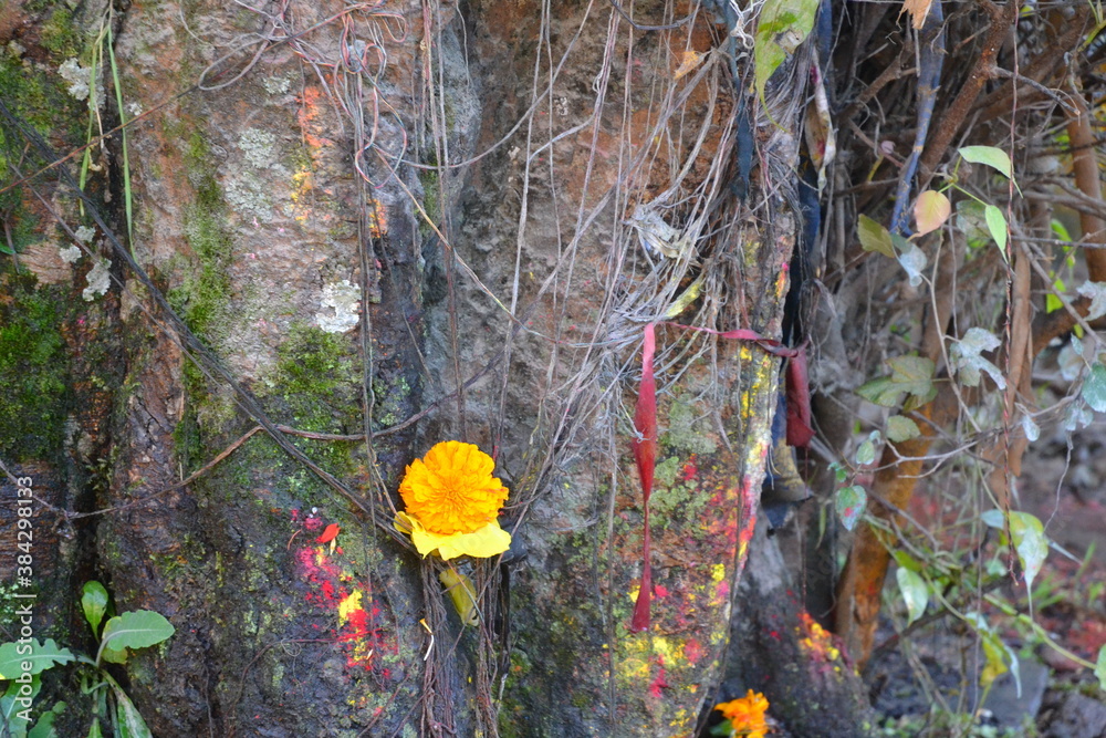 Trunk of a tree called 'Peepal' with flowers and worship materials ...
