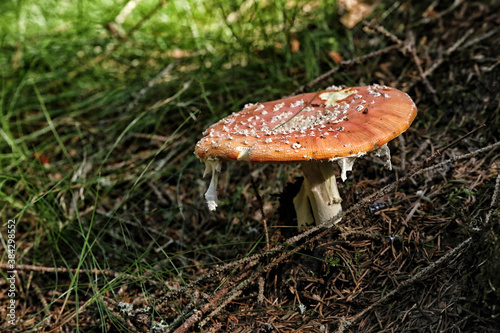 Fly agaric with red cap and white dots in needles