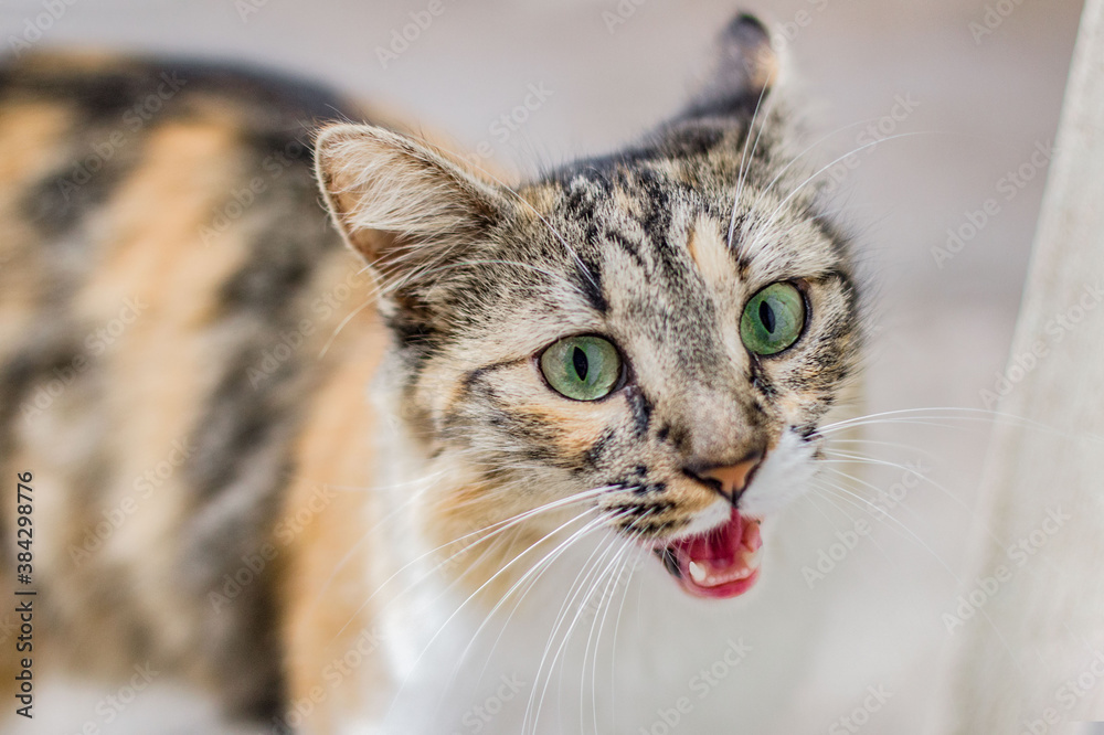 gatito sorprendido gatito sorprendido