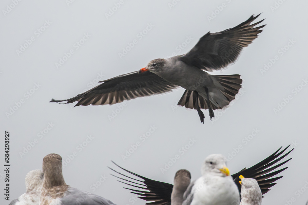 Obraz premium Heerman's Gull Banks Towards A Landing Spot