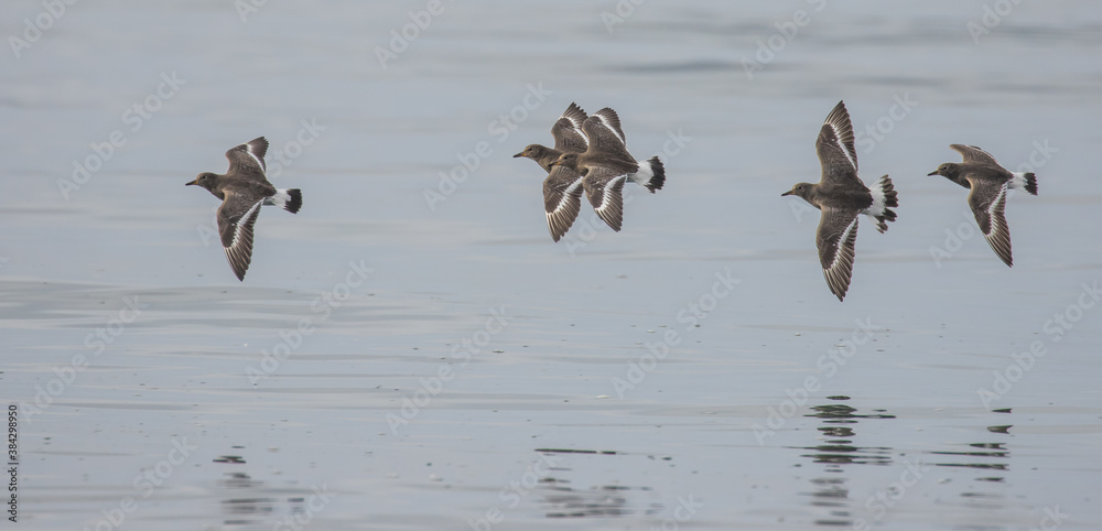 Flock of Black Turnstone Shorebirds in Flight Over Puget Sound Flock of Black Turnstone Shorebirds in Flight Over Puget Sound