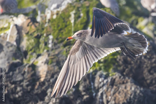 Heerman's Gull Flares Towards A Landing Spot © Jeff Huth