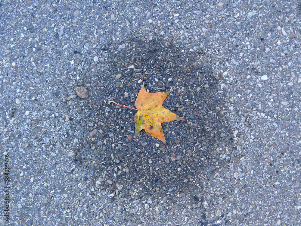 autumnal colored leaf on a street in a small water pool autumnal colored leaf on a street in a small water pool