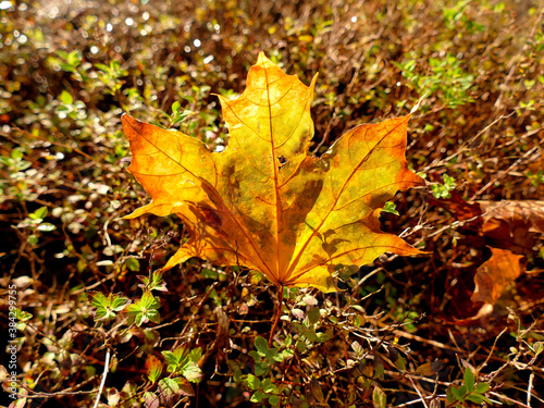 autumnal colored maple leaf in backlit © hjschneider