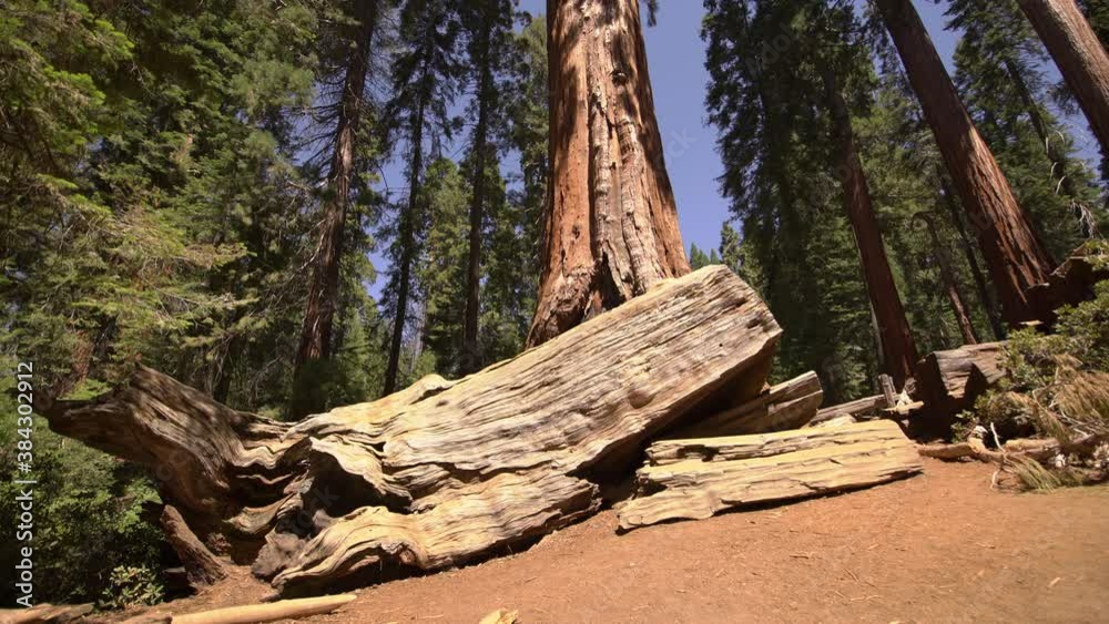 Sequoia Trees Fallen Logs In General Grant Grove Sequoia And Kings Canyon National Park 1 Sequoia Trees Fallen Logs In General Grant Grove Sequoia And Kings Canyon National Park 1