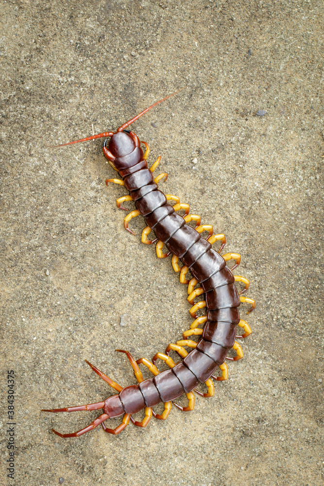 Image of centipedes or chilopoda on the ground. Animal. poisonous animals. Image of centipedes or chilopoda on the ground. Animal. poisonous animals.