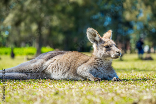 Fototapeta Naklejka Na Ścianę i Meble -  Baby Joey Kangaroo in country Australia - these marsupials are a symbol of Autralian tourism and natural wildlife, the iconic kangaroos.