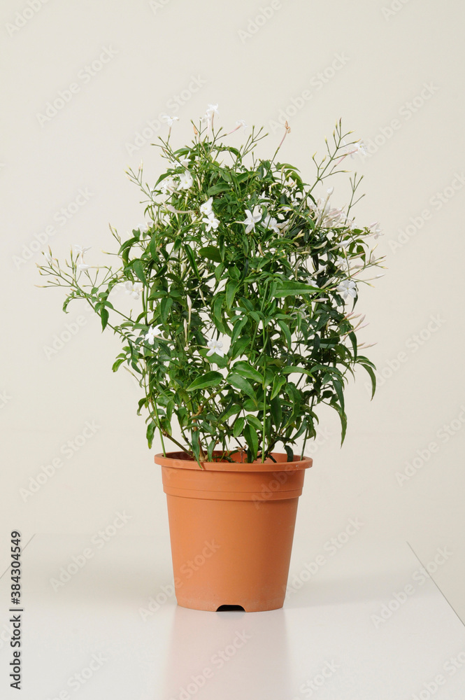 Fototapeta premium 鉢植えの花